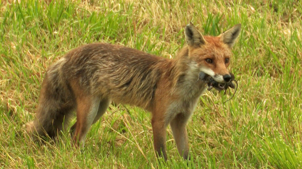 Fuchs mit vielen maeusen im maul gp 1 mov 00 17 54 19 Standbild001