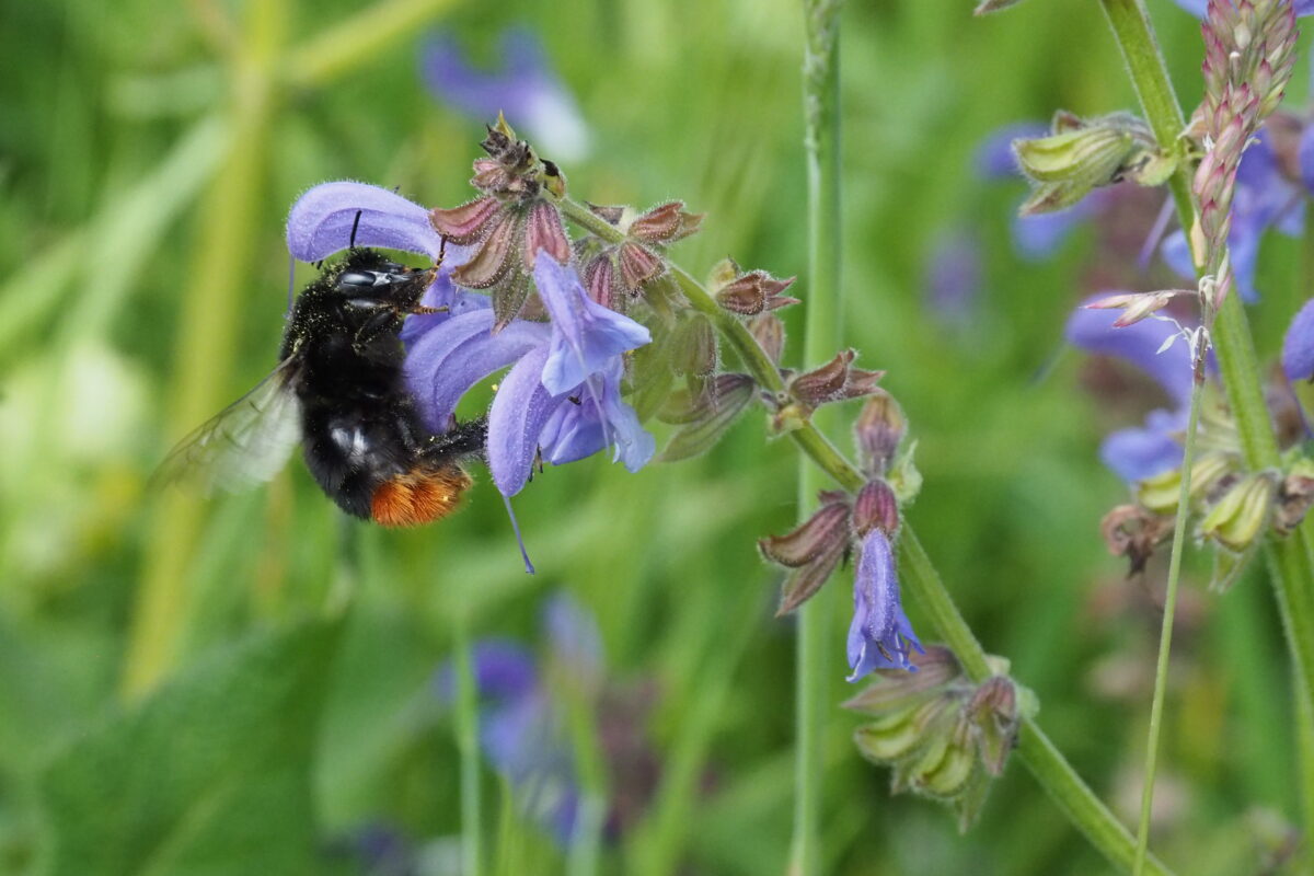 Hummel auf Salvia pratensis