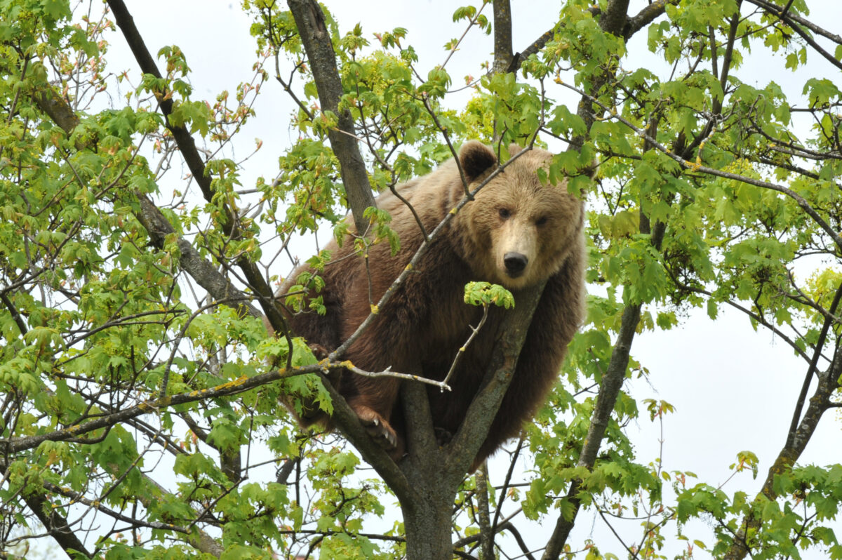 Bär im Bären Park BP Sc P 2016 3