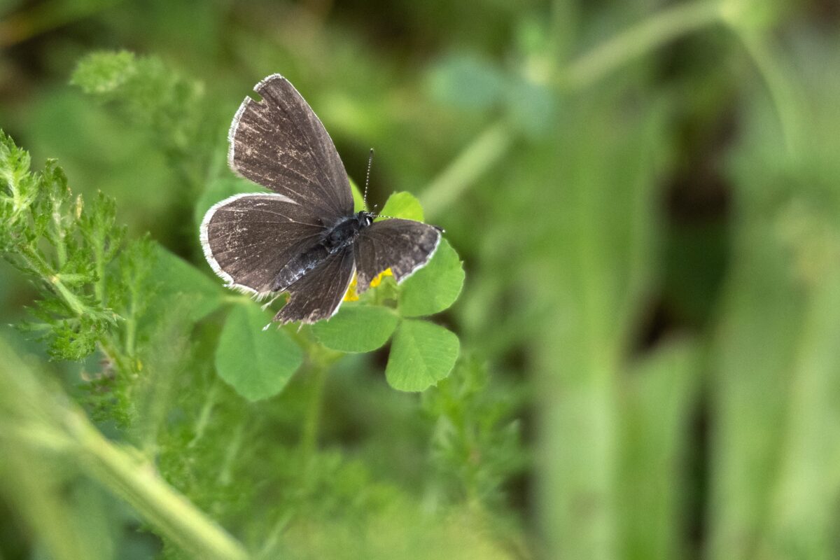 Insektensafari Blaeuling Cupido alcetas Christine Moor