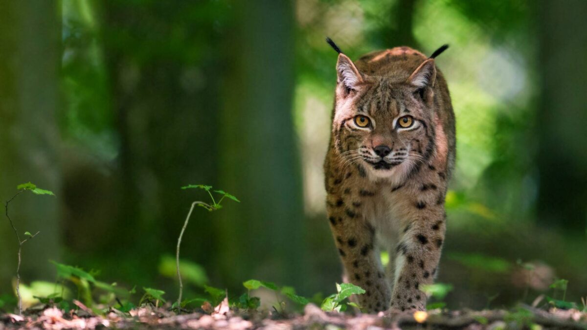 Luchs4