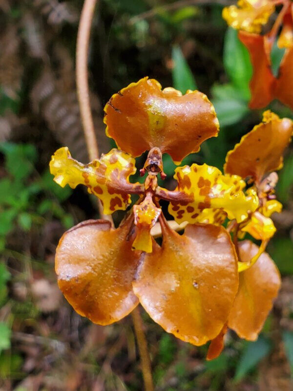 10 2024 cyrtochilum tetracopis 600x800