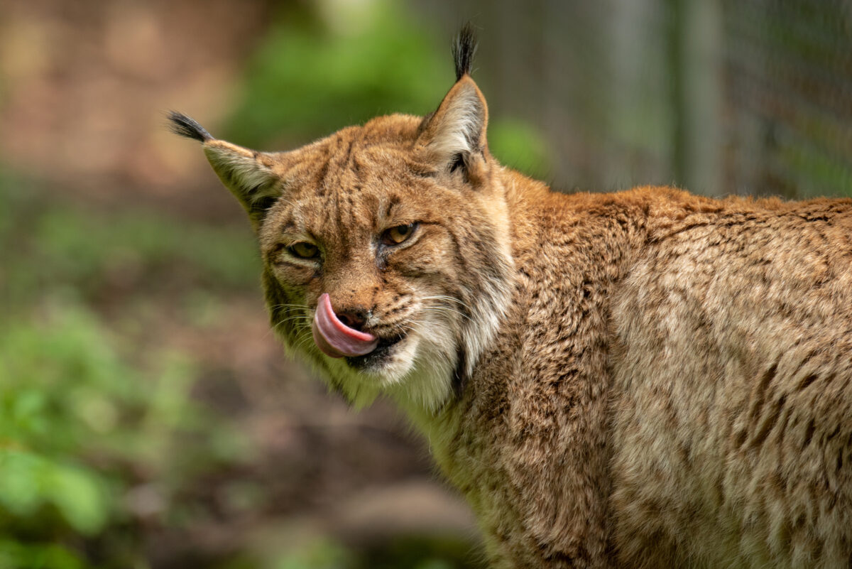 Luchs Co Erwachsene Foto Slezak 6972