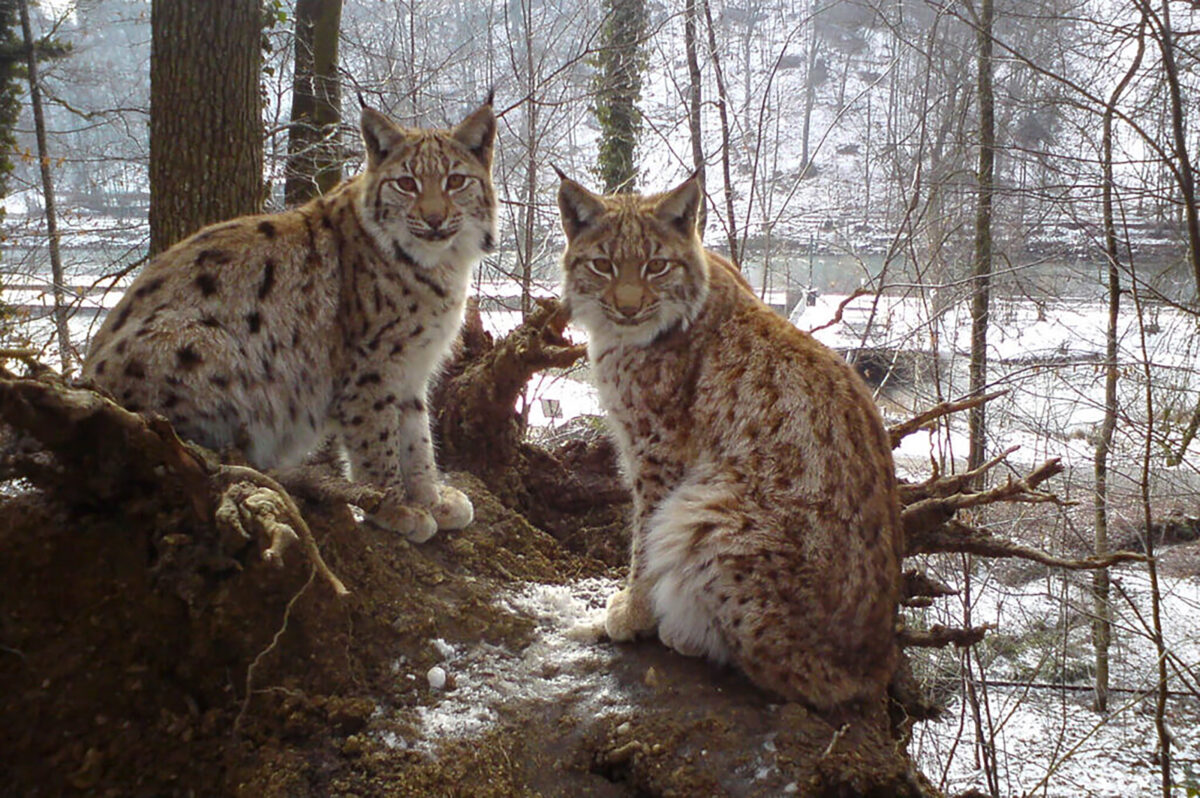 Luchs Co Familie 1 1024x681