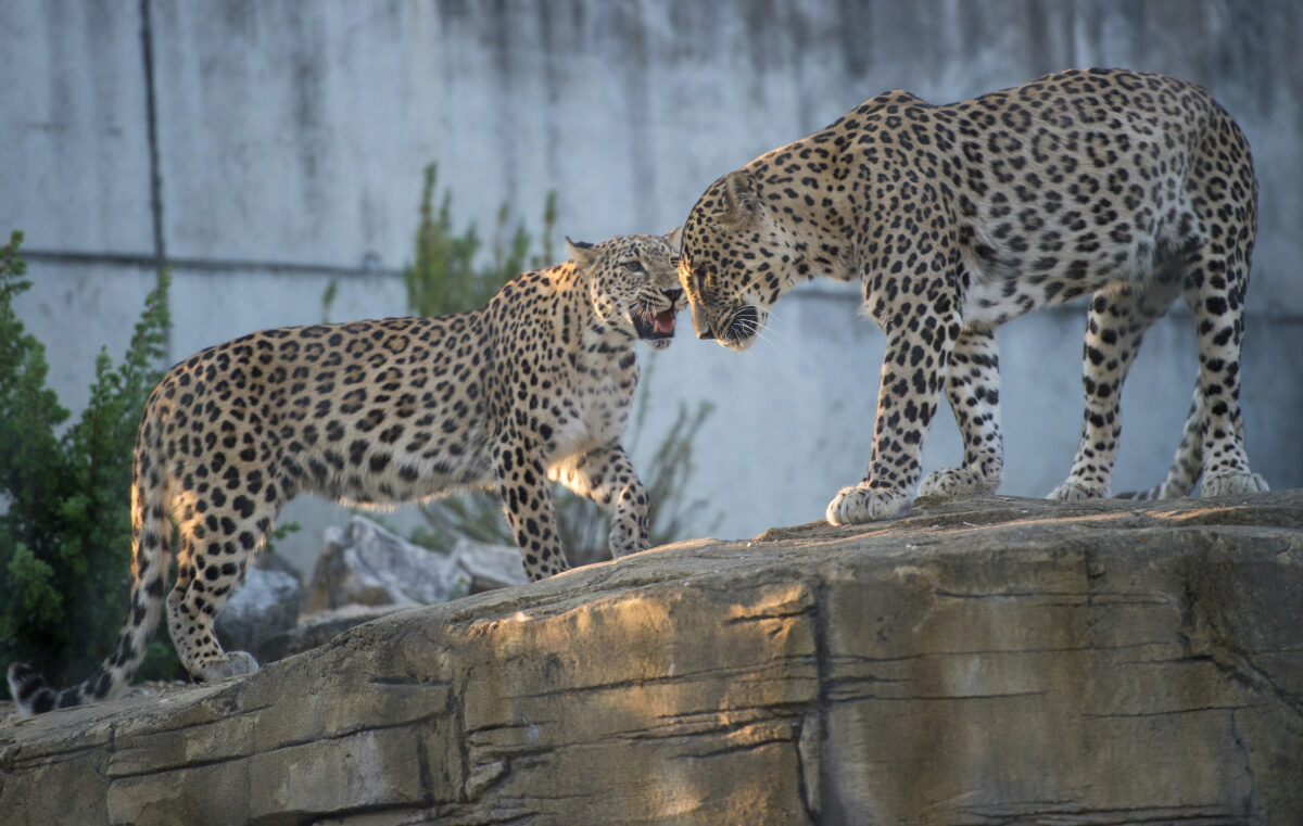 Tiere nach Feierabend Foto RANDO 2015 07 03 D4 S 8579