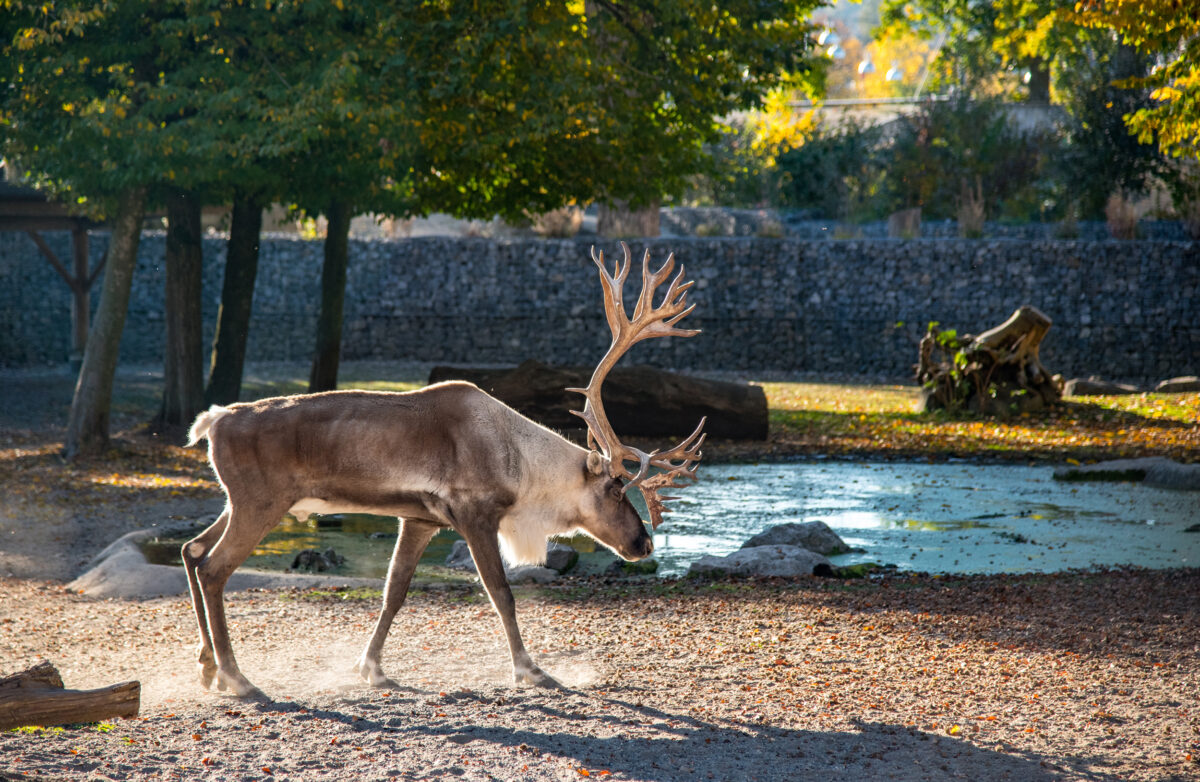 Weihnachten für Alle Rentierstier Foto Slezak 4827