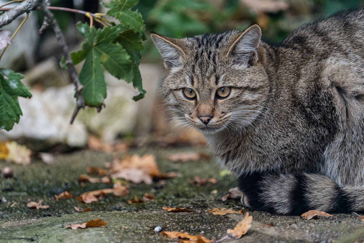 Wildkatze Luchs Leopard T4 A0434