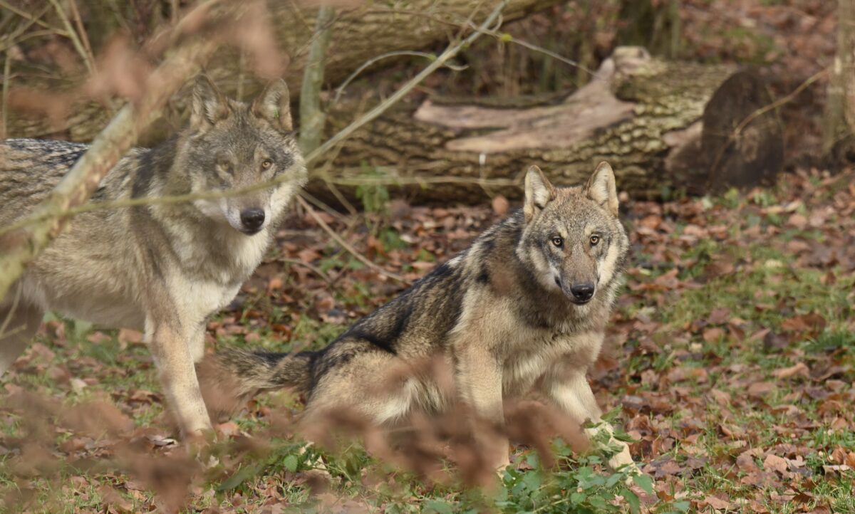 Wolfsabenteuer Wolf bei Bären1